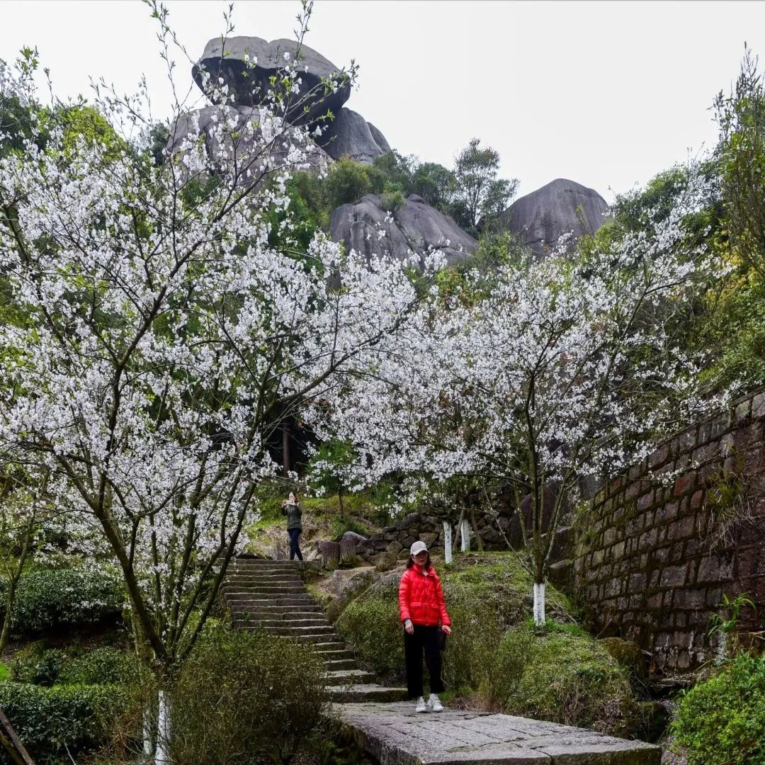 山上的山花开呀，我才到山上来